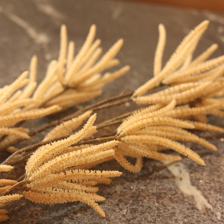 Catkin Cream Stem