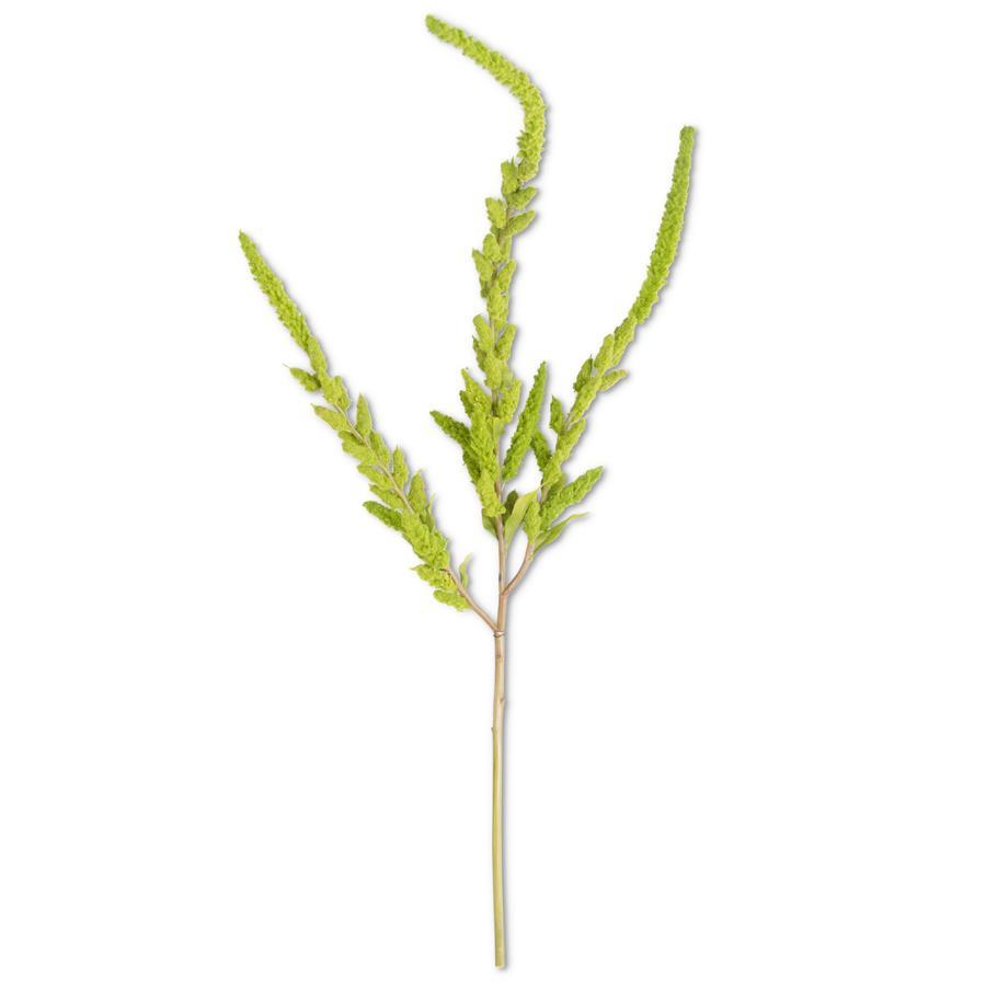 Green Amaranthus