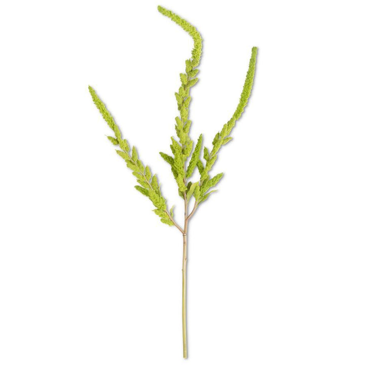 Green Amaranthus