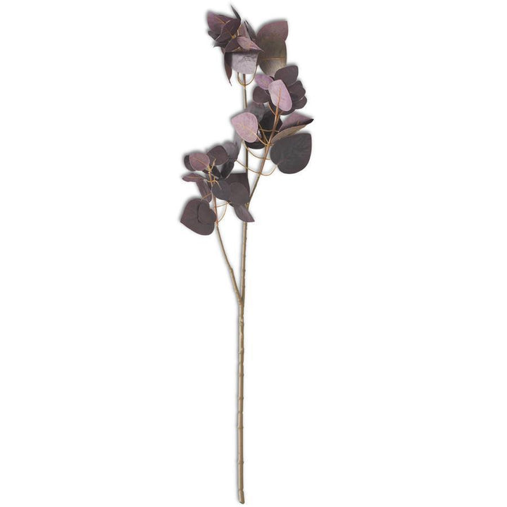 Burgundy Flat Leaf Eucalyptus