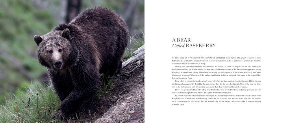 Bears: The Mighty Grizzlies of the West