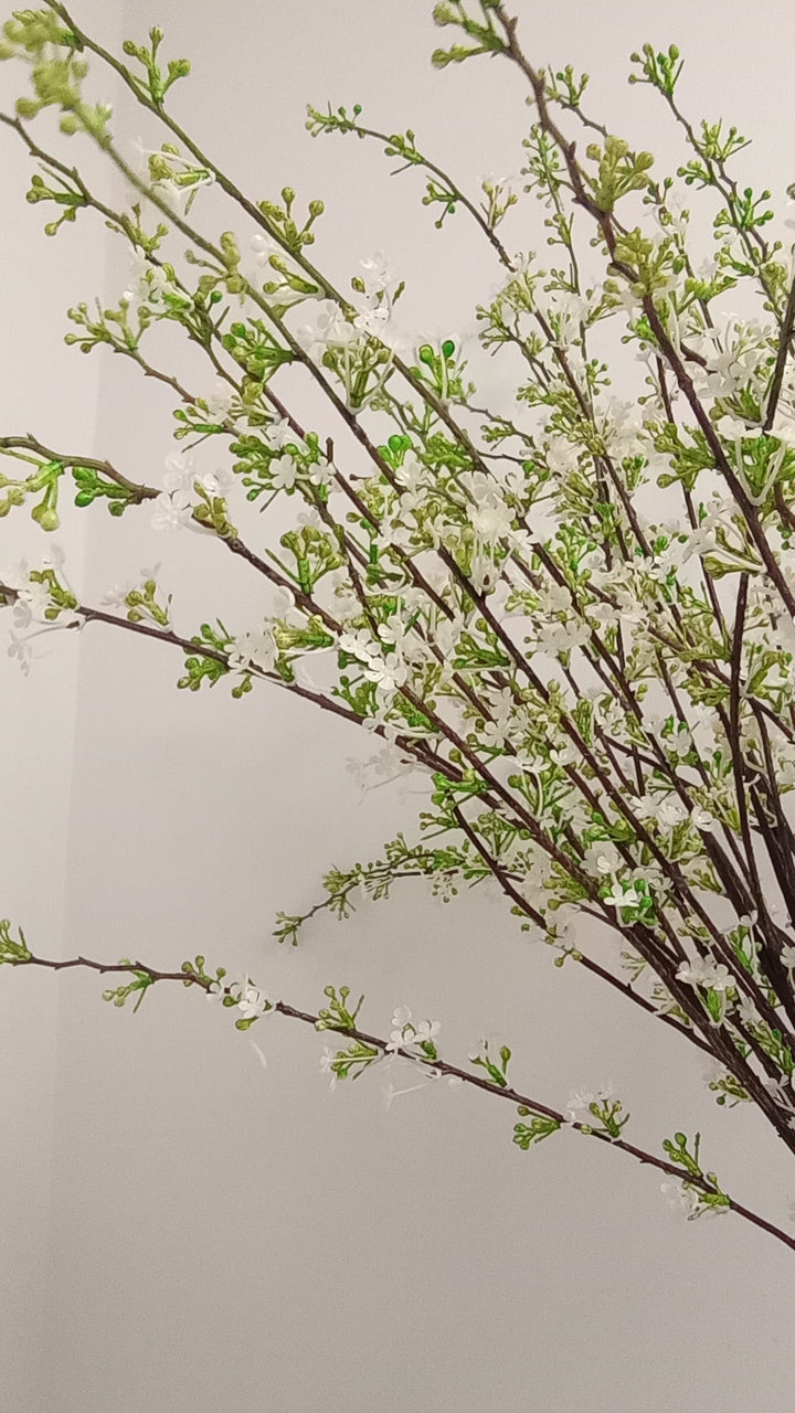 White Hoary Willow Spray