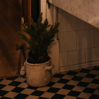 Pine Tree in Rustic Cream Pot