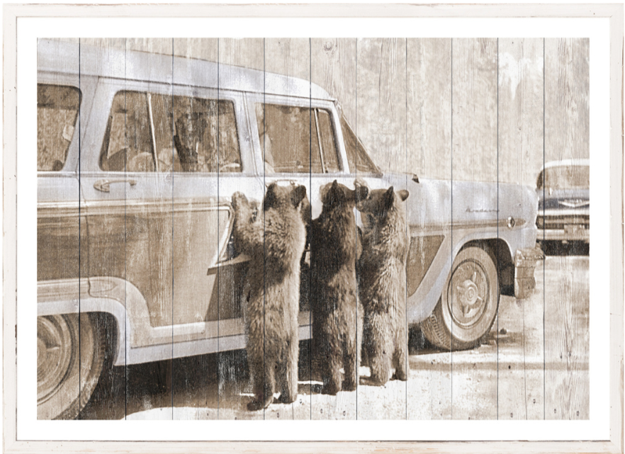 Bears In Yellowstone 1950 Small
