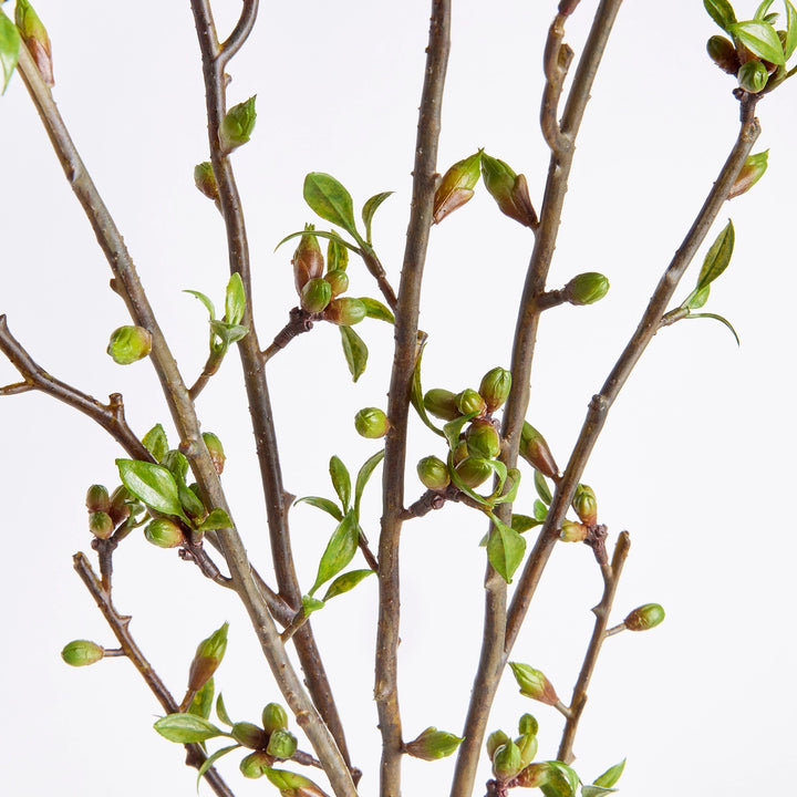 Set of Two Budding Branches