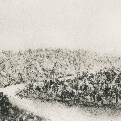 HILL COUNTRY STUDY II BY AILEEN FITZGERALD