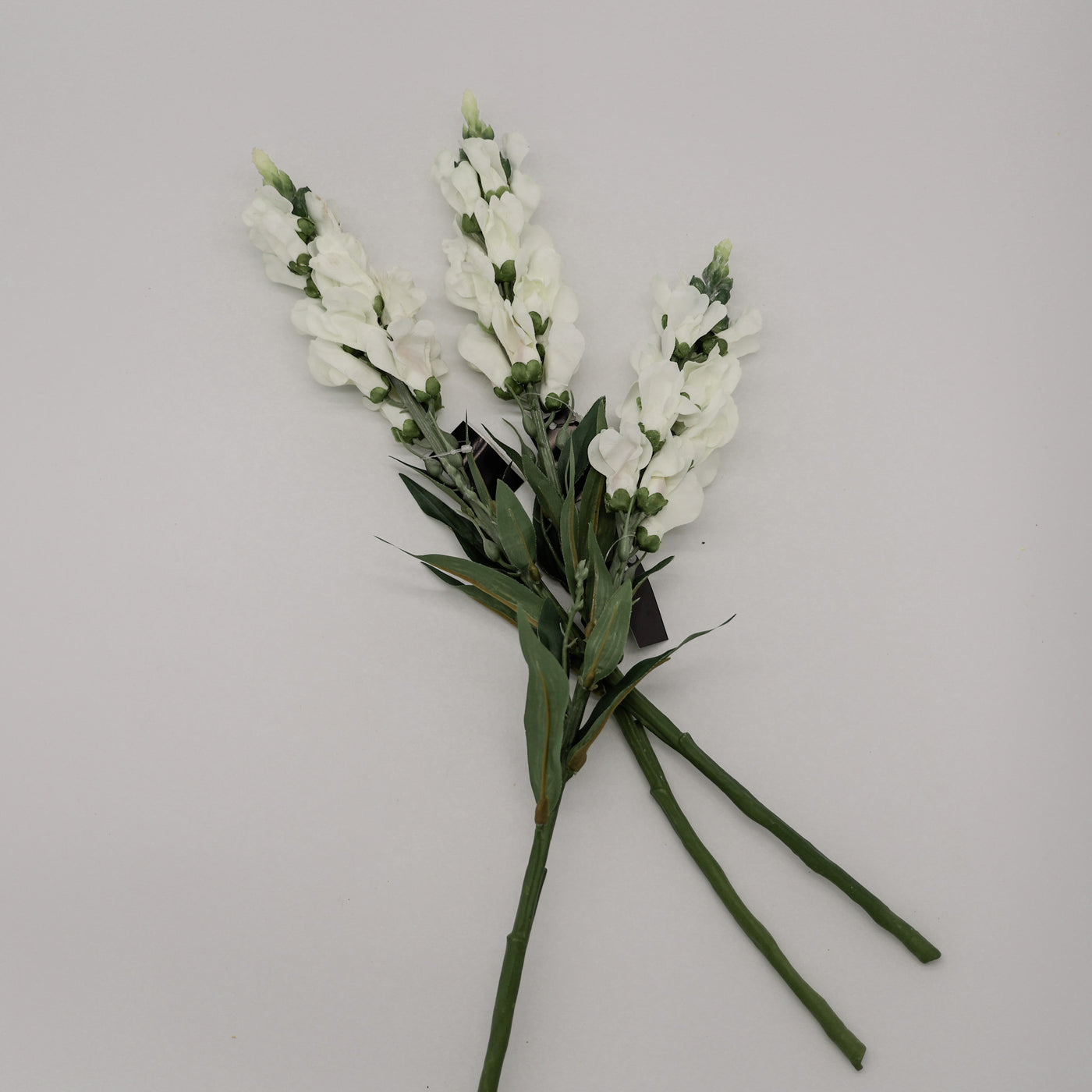 White Stock Flower Stem